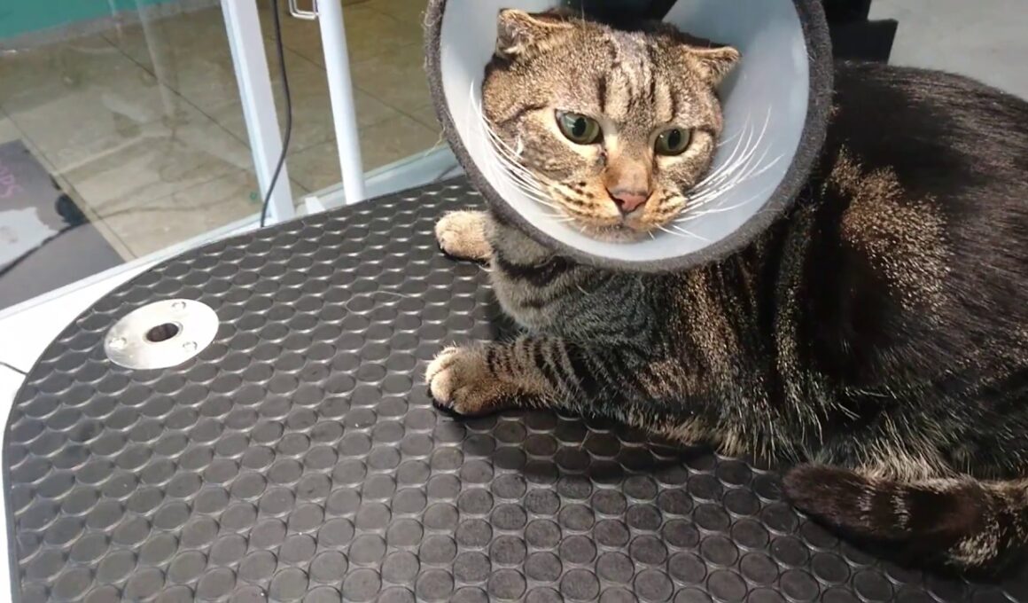 Before grooming.Miko,EgyptianMau & ScottishFold mix.エジプシャンマウとスコティッシュフォールドハーフのミコちゃん 美容開始前