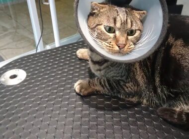 Before grooming.Miko,EgyptianMau & ScottishFold mix.エジプシャンマウとスコティッシュフォールドハーフのミコちゃん 美容開始前