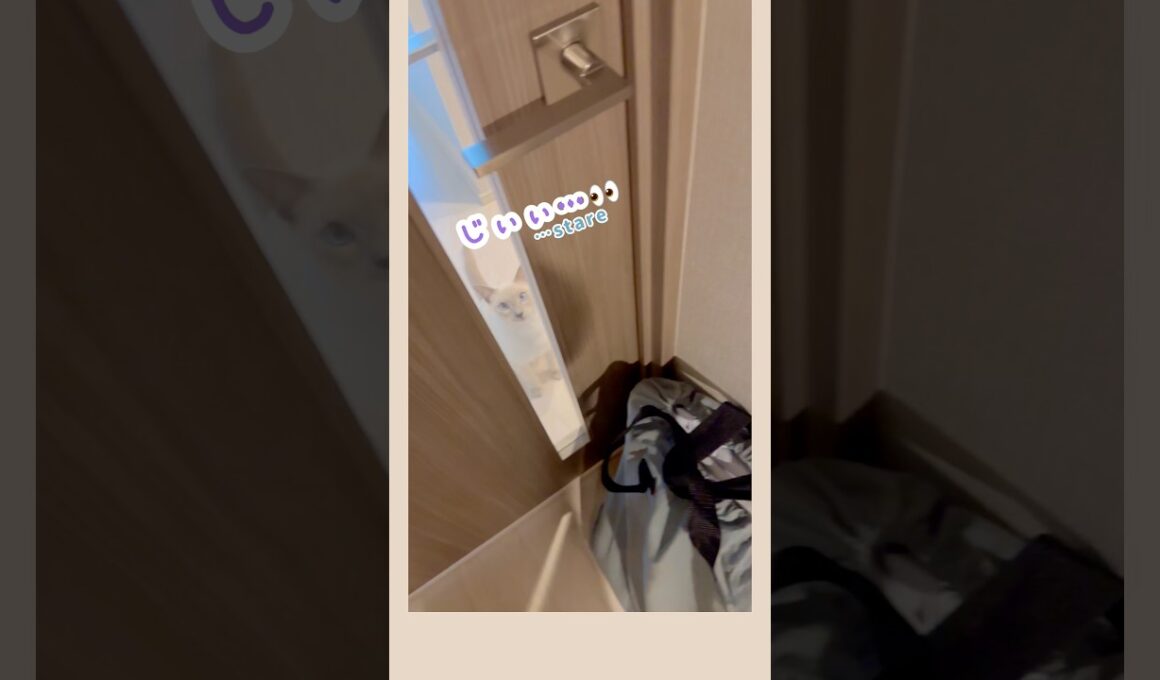 【猫の鳴き声】帰ってくるのを待ってたラクトくん🐾