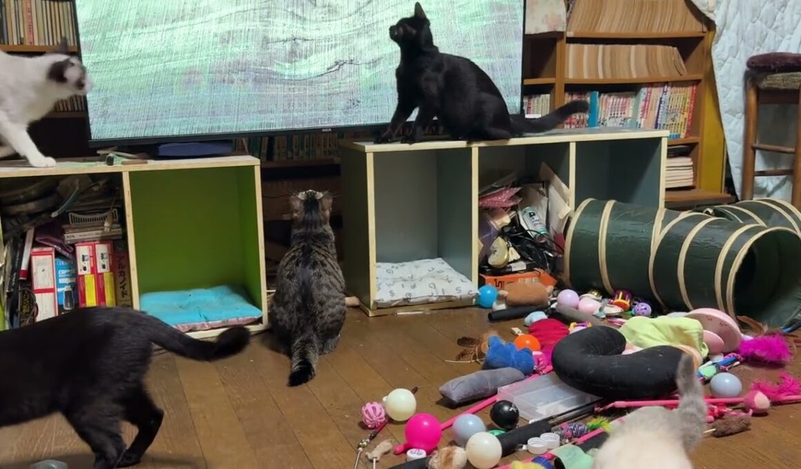 バッタの動画で喜ぶキジシロのルル、シャムのパンダ、黒猫くー。テレビの電源を切ってみたら、こうなった