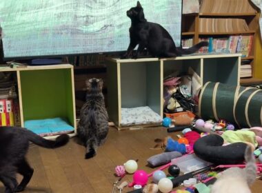 バッタの動画で喜ぶキジシロのルル、シャムのパンダ、黒猫くー。テレビの電源を切ってみたら、こうなった
