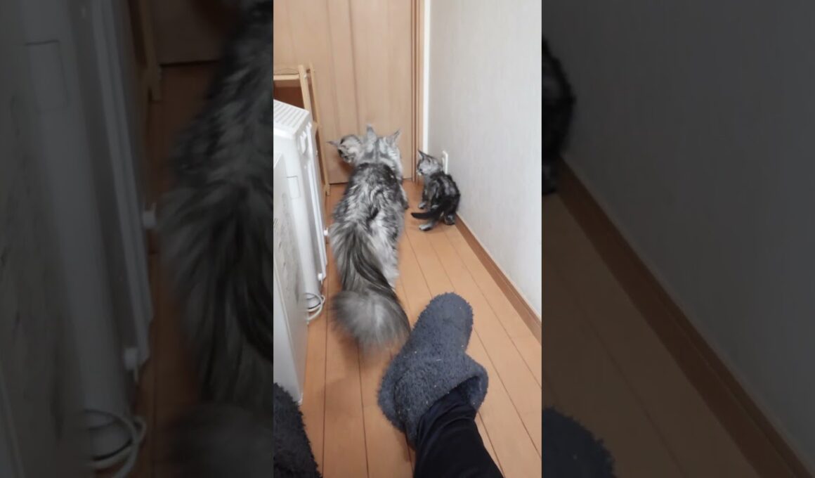 生後68日元気なメインクーン子猫たち