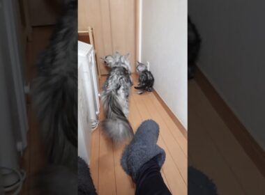 生後68日元気なメインクーン子猫たち