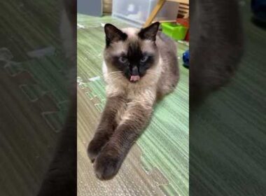 シャム猫のふくさん【たぬき猫】 #cat #しゃむねこ #猫のいる暮らし #猫好きさんと繋がりたい #ねこ #cutecat #cat