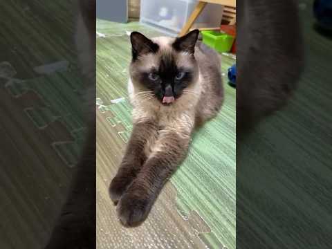 シャム猫のふくさん【たぬき猫】 #cat #しゃむねこ #猫のいる暮らし #猫好きさんと繋がりたい #ねこ #cutecat #cat