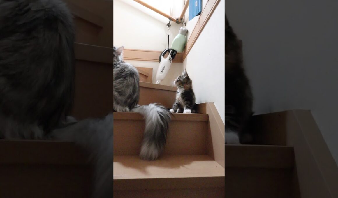 生後68日元気なメインクーン子猫たち