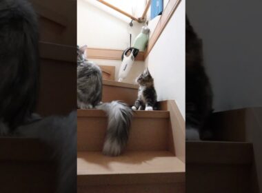 生後68日元気なメインクーン子猫たち