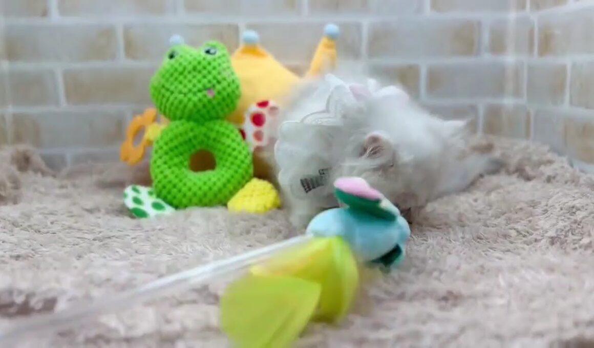 ペルシャ 2025/06/25生まれ 男の子