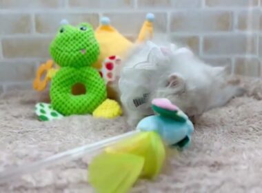 ペルシャ 2025/06/25生まれ 男の子