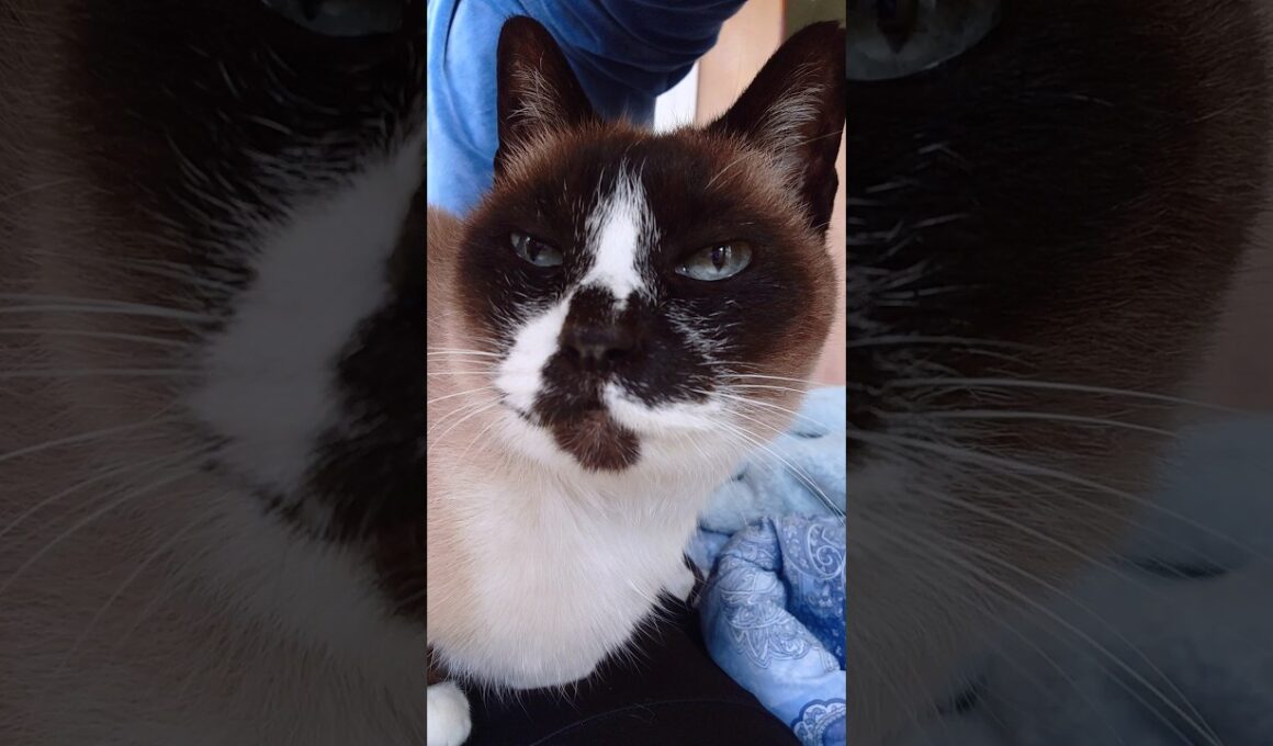 シャム猫の起床🌞#猫 #ねこ #cat #Shorts