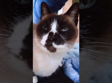 シャム猫の起床🌞#猫 #ねこ #cat #Shorts