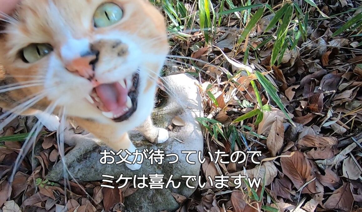 父と散歩が嬉しいと思ったら姉猫も来てがっかりな妹猫