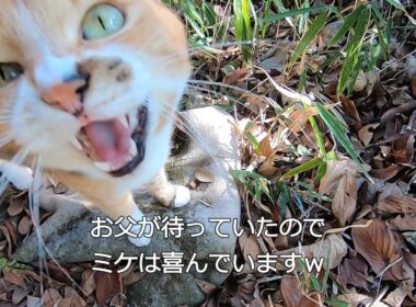 父と散歩が嬉しいと思ったら姉猫も来てがっかりな妹猫