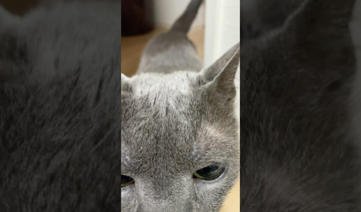 淋しかったよー_20250618 #shorts #cat #ロシアンブルー #猫