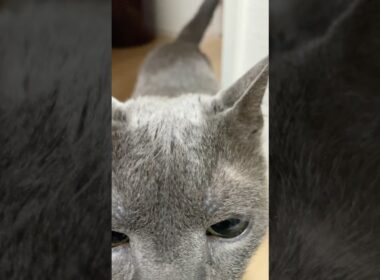淋しかったよー_20250618 #shorts #cat #ロシアンブルー #猫