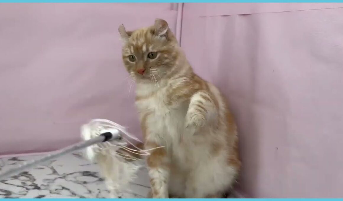 ペットショップcoo&riku No.00748663 アメリカンカール