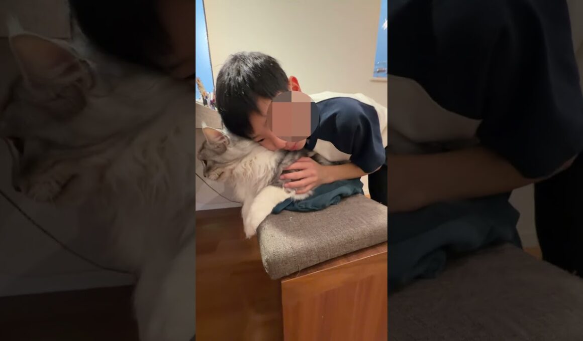 朝の可愛いご挨拶。大きくて優しい大型猫メインクーン#short