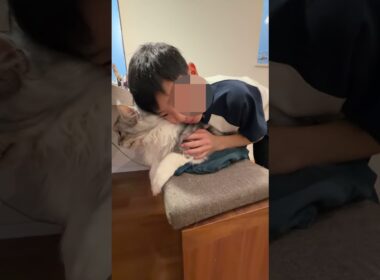 朝の可愛いご挨拶。大きくて優しい大型猫メインクーン#short