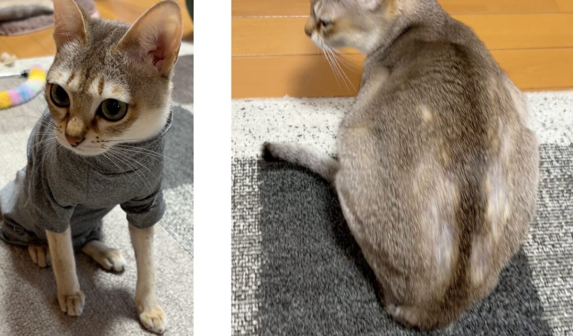 【シンガプーラ】ストレスなの？自分で毛を抜いてしまいます、、、