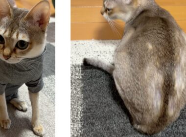 【シンガプーラ】ストレスなの？自分で毛を抜いてしまいます、、、