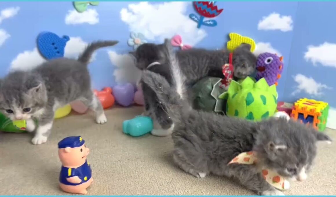 731798 セルカークレックス