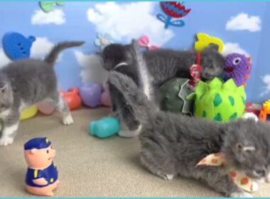 731798 セルカークレックス