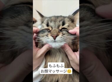 おかお触らせてくれてありがとう…#cat #サイベリアン #ヤマネコ