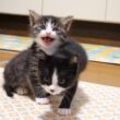 食べてないふり作戦で、赤ちゃん子猫がママにご飯のおねだりをしてみたら？【赤ちゃん猫　保護猫】