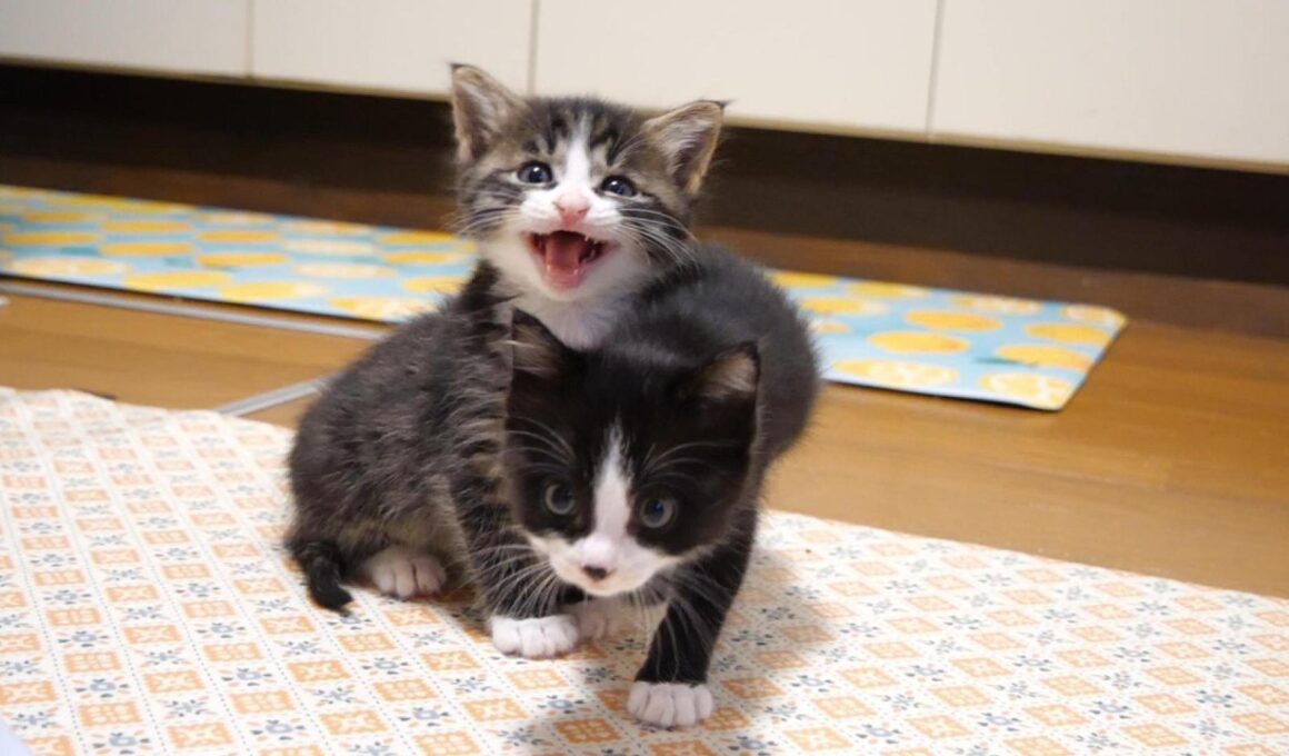 食べてないふり作戦で、赤ちゃん子猫がママにご飯のおねだりをしてみたら？【赤ちゃん猫　保護猫】