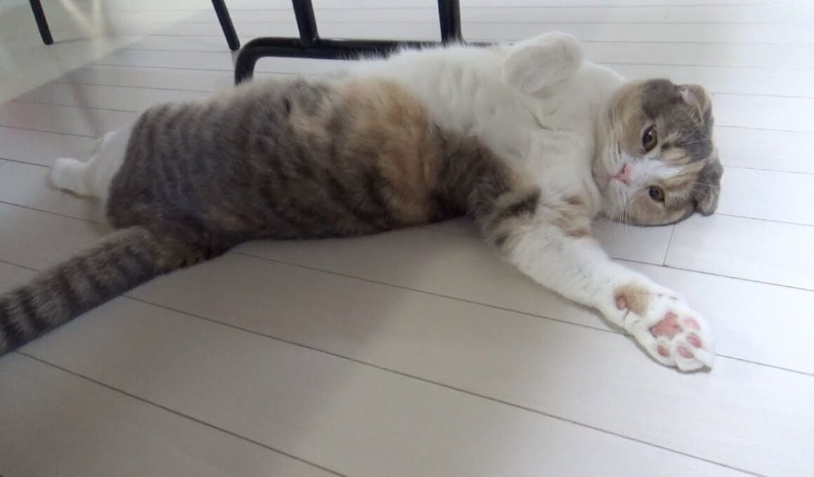 ダラダラするスコティッシュフォールドとご飯を食べるブリティッシュショートヘアがかわいい動画