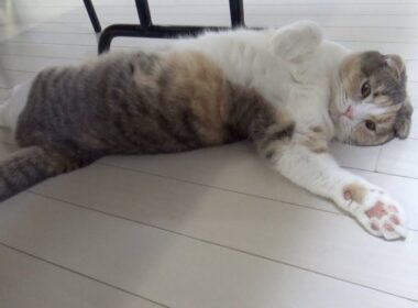 ダラダラするスコティッシュフォールドとご飯を食べるブリティッシュショートヘアがかわいい動画