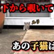 倉庫下で過ごしていた子猫達のその後【後編】