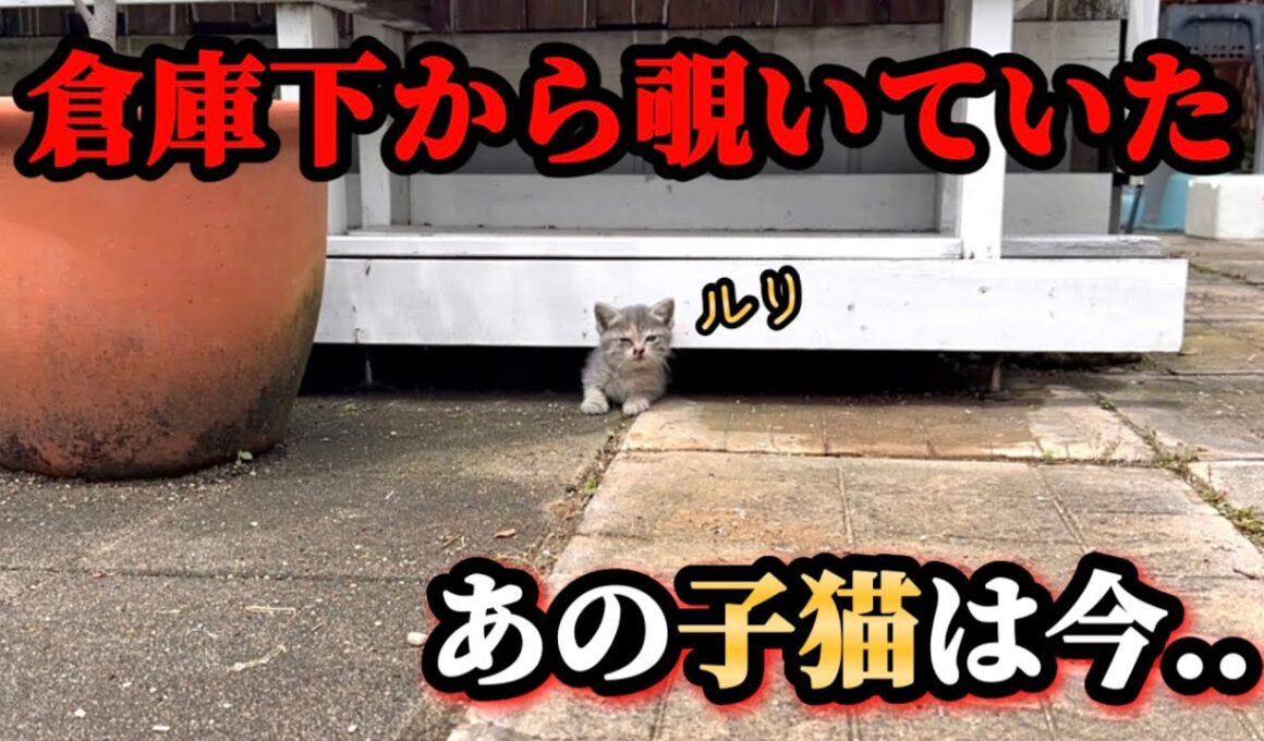 倉庫下で過ごしていた子猫達のその後【後編】