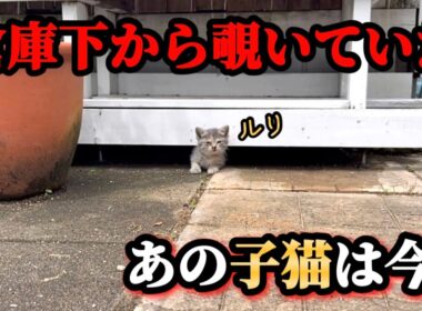 倉庫下で過ごしていた子猫達のその後【後編】