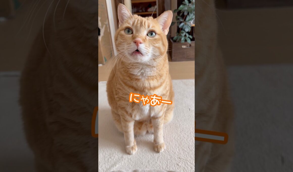 【茶トラなつ】何か言いたそうなんですけど… #猫との会話 #痩せなきゃ #ボブテイル #cat