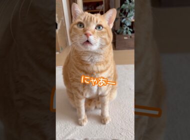 【茶トラなつ】何か言いたそうなんですけど… #猫との会話 #痩せなきゃ #ボブテイル #cat