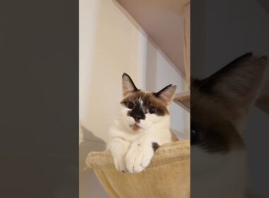 かわいいシャム模様〈アーヌ〉