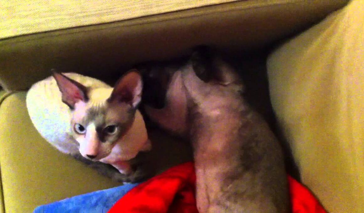 Devon Rex & Cornish Rex at home