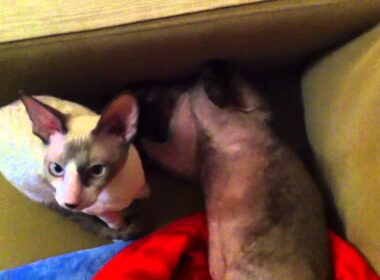 Devon Rex & Cornish Rex at home