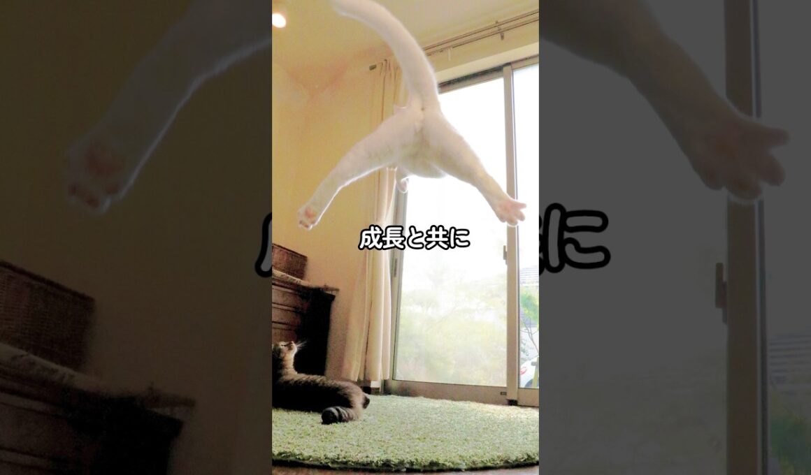 【保護猫・成長記録】子猫を保護したら信じられないほど高く飛んだ！そして10年後…