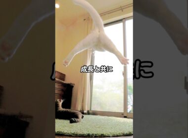 【保護猫・成長記録】子猫を保護したら信じられないほど高く飛んだ！そして10年後…