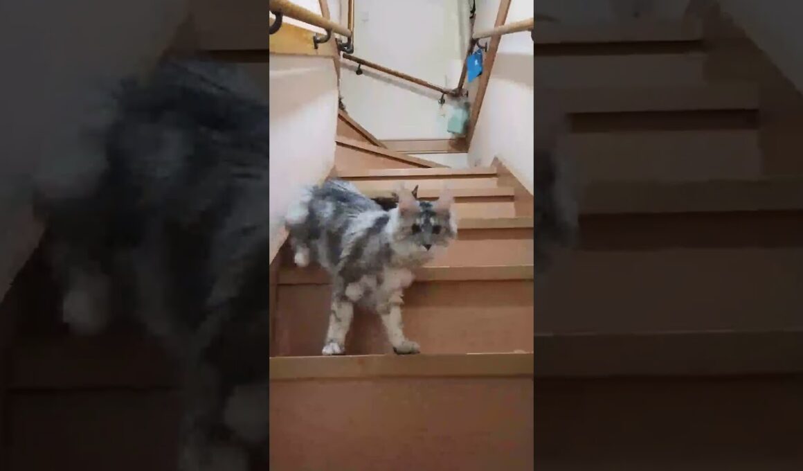 階段を降りて来たメインクーン子猫の小町ちゃんです。