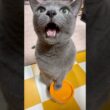 【ロシアンブルー】めろん朝のおねだり🤗声が可愛すぎて☺️【猫】#shorts