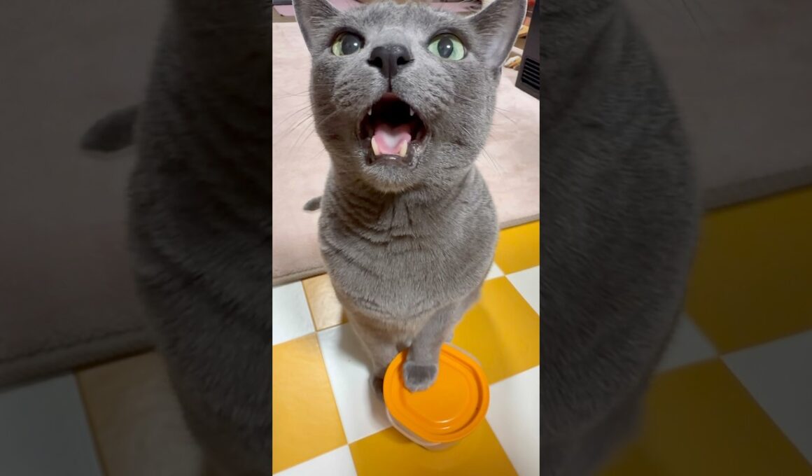 【ロシアンブルー】めろん朝のおねだり🤗声が可愛すぎて☺️【猫】#shorts