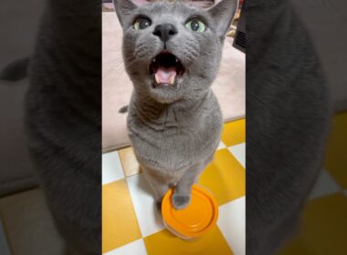 【ロシアンブルー】めろん朝のおねだり🤗声が可愛すぎて☺️【猫】#shorts