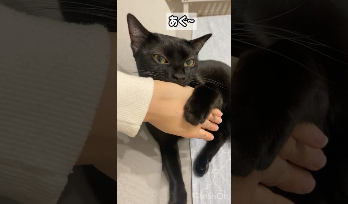 甘噛み黒猫ボンベイ　#cat #ねこ #ねこのいる生活 #ねこのいる暮らし #ねこ動画 #猫 #猫好きさんと繋がりたい #かわいい #甘えん坊 #癒やし