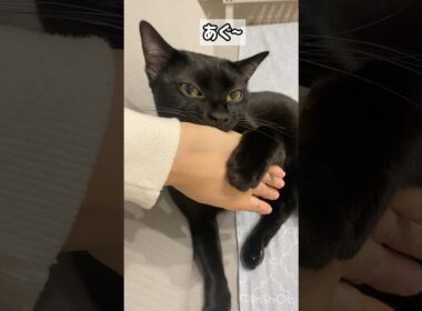甘噛み黒猫ボンベイ　#cat #ねこ #ねこのいる生活 #ねこのいる暮らし #ねこ動画 #猫 #猫好きさんと繋がりたい #かわいい #甘えん坊 #癒やし