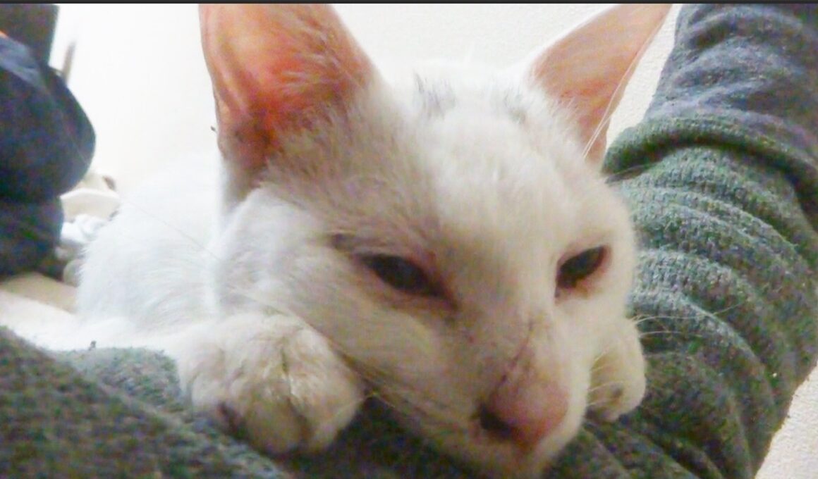 ボロボロの白い子猫、保護された日　Memories of my spacecat