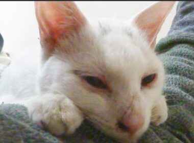 ボロボロの白い子猫、保護された日　Memories of my spacecat