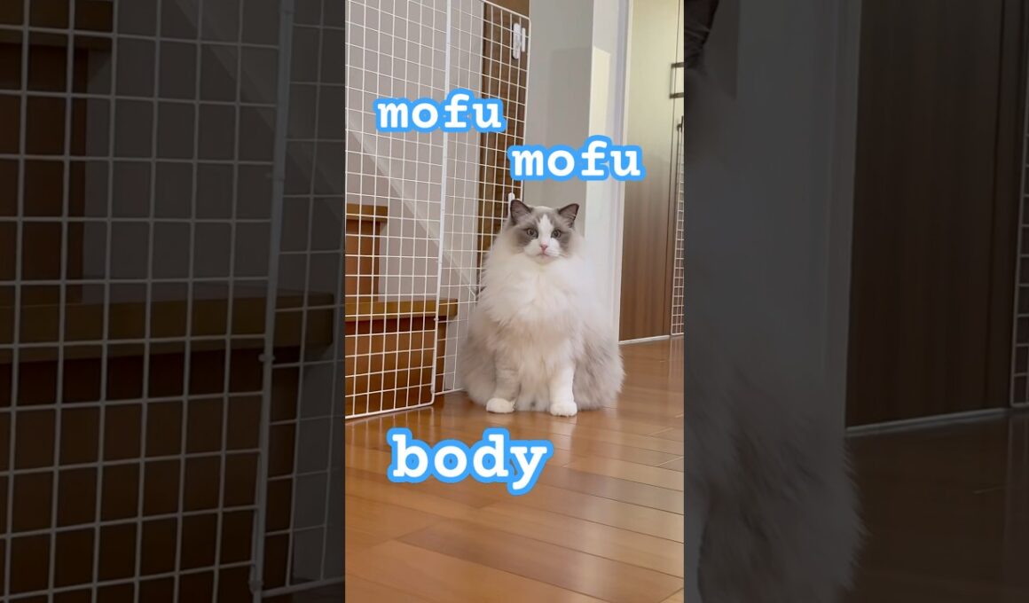 おにぎり🍙みたいなモフモフボディがたまらんニャ〜🥰#ラグドール #猫のいる暮らし #猫好きさんと繋がりたい #ねこ動画